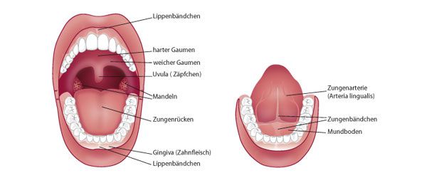 Illustration von Lippen- und Zungenbändern
